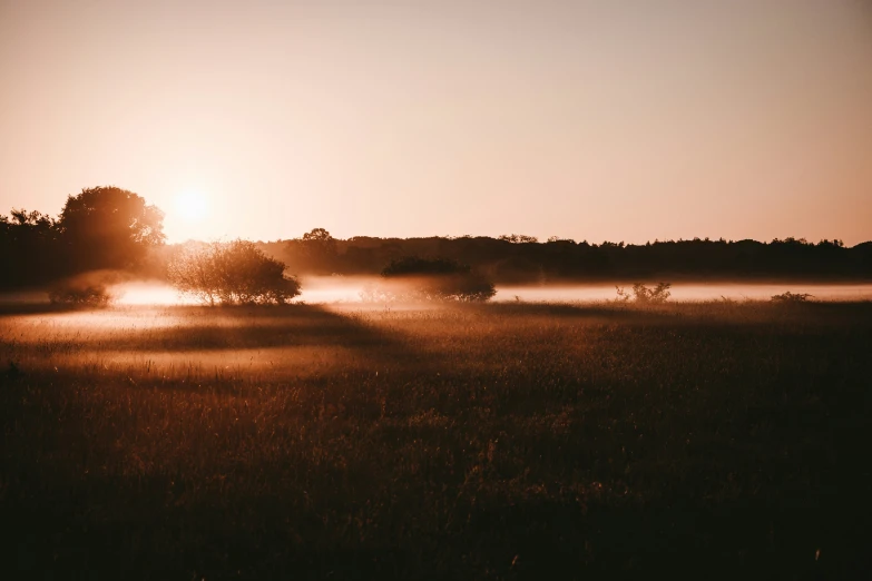 the sun shines through the trees and grass on a foggy morning