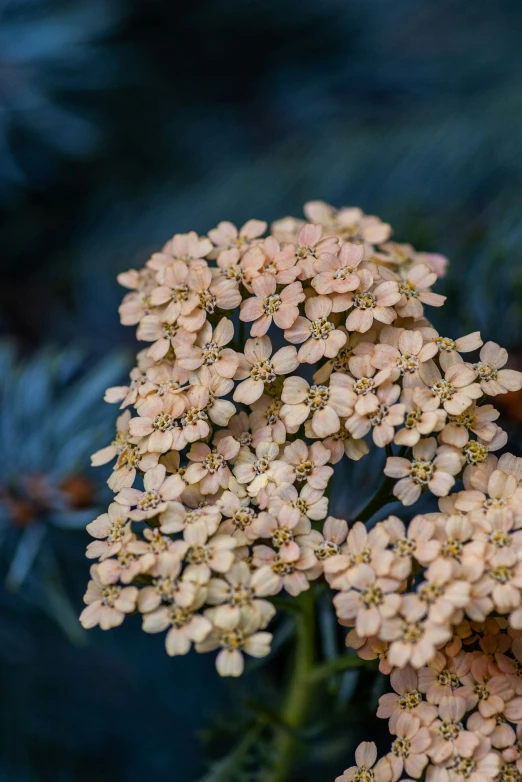 a flower with yellow flowers near some blue and black leaves