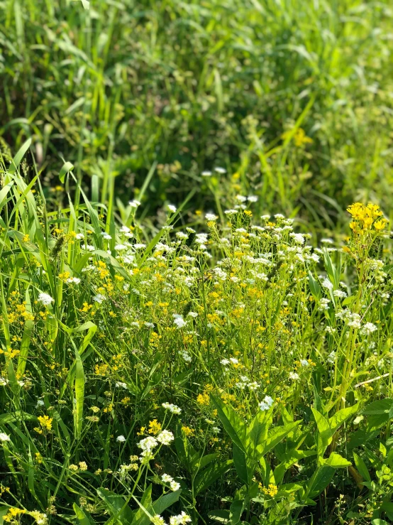 tall grass with yellow flowers and green vegetation