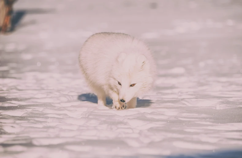 a white animal walking across snow covered ground