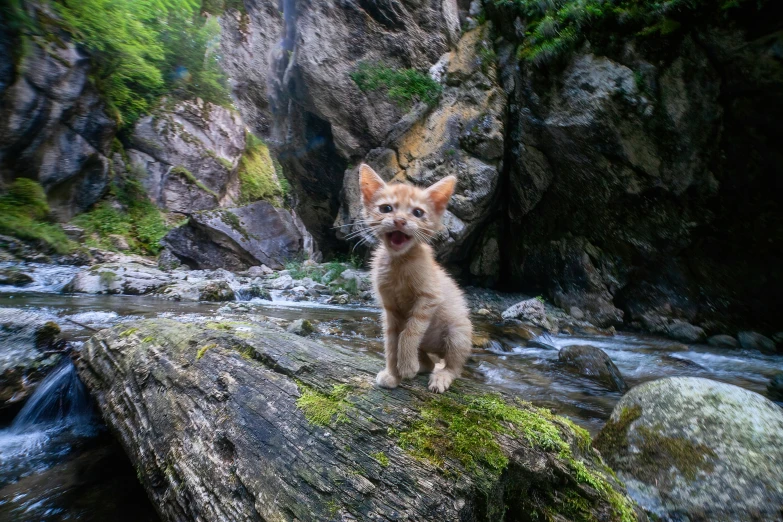 a small dog sitting on a rock next to a river