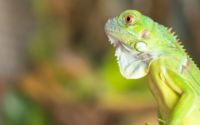 an iguana looking out from its perch