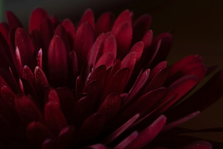 closeup of red petals, with dew droplets on them