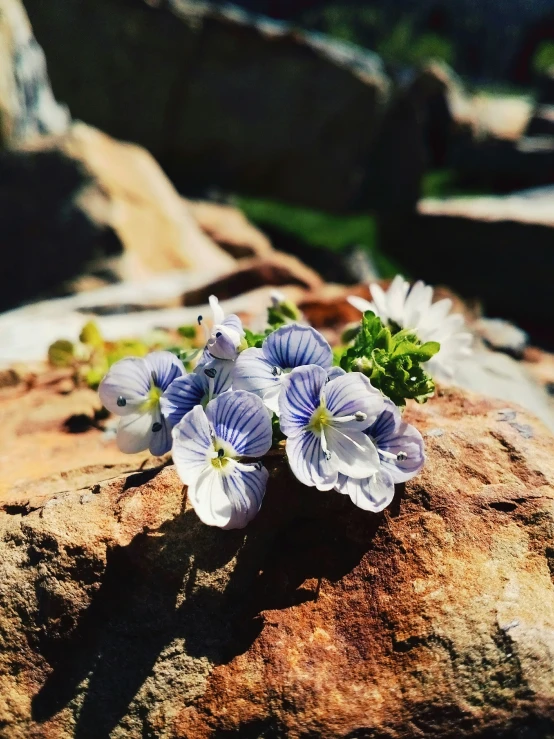 some small flowers are sitting on a rock