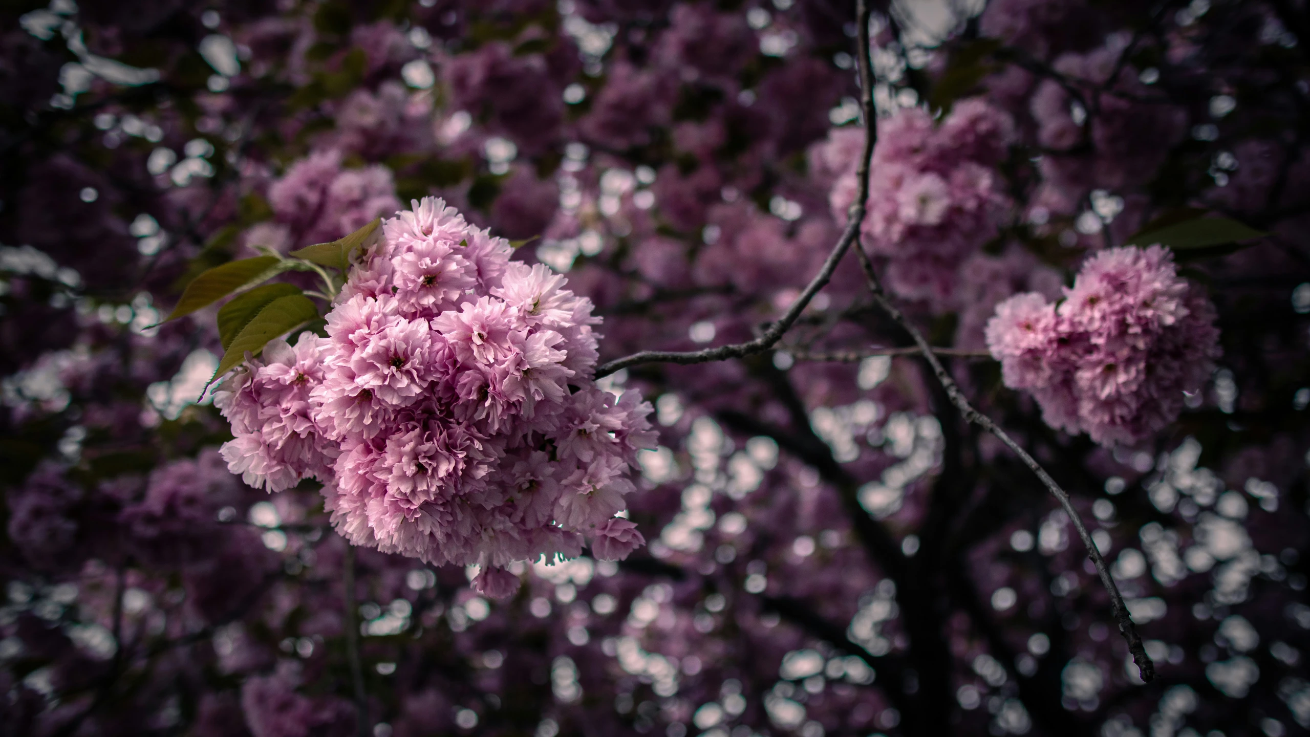 the pink flowers are blooming from the tree