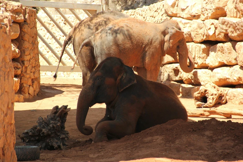 two elephants are sitting in an enclosure together