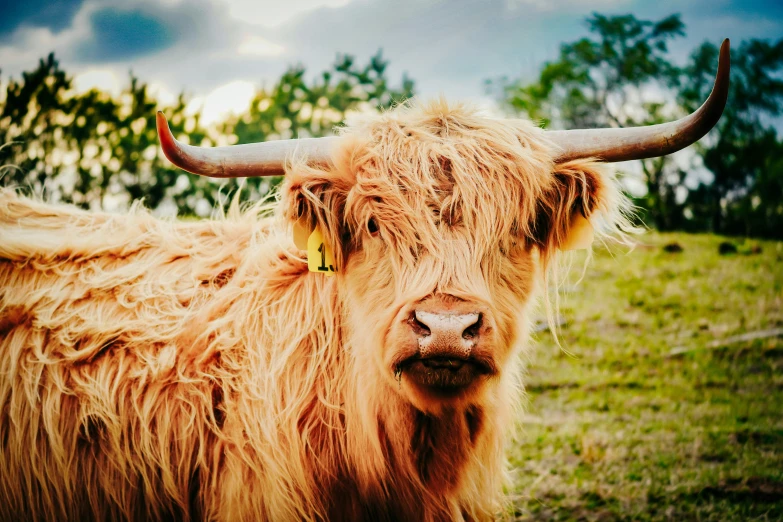 a big horned animal standing on top of a grass covered field