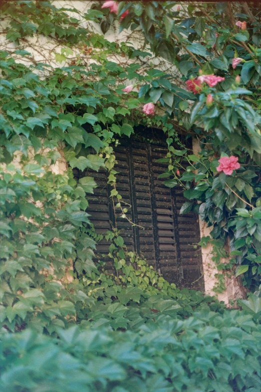 vines cover the top of an old building