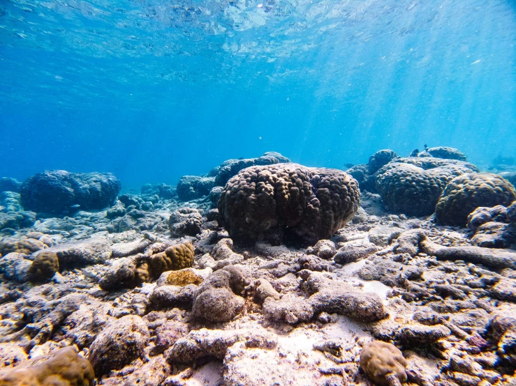 an image of coral reef with blue water