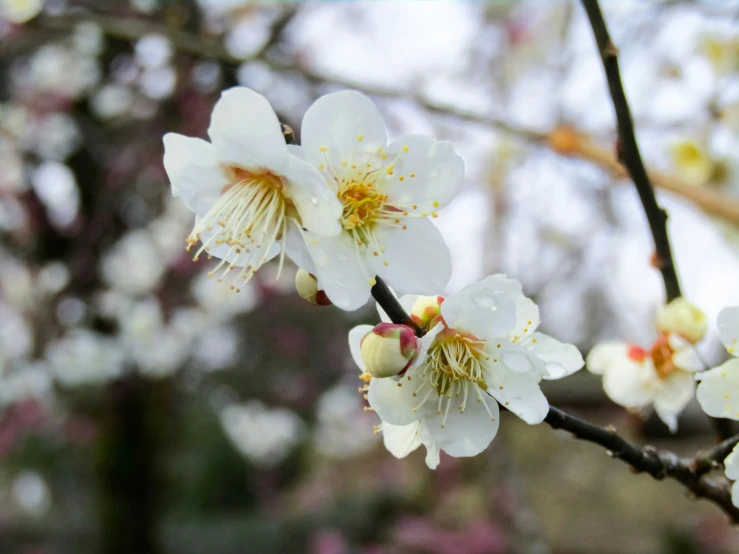 a white flowering tree with some small white flowers