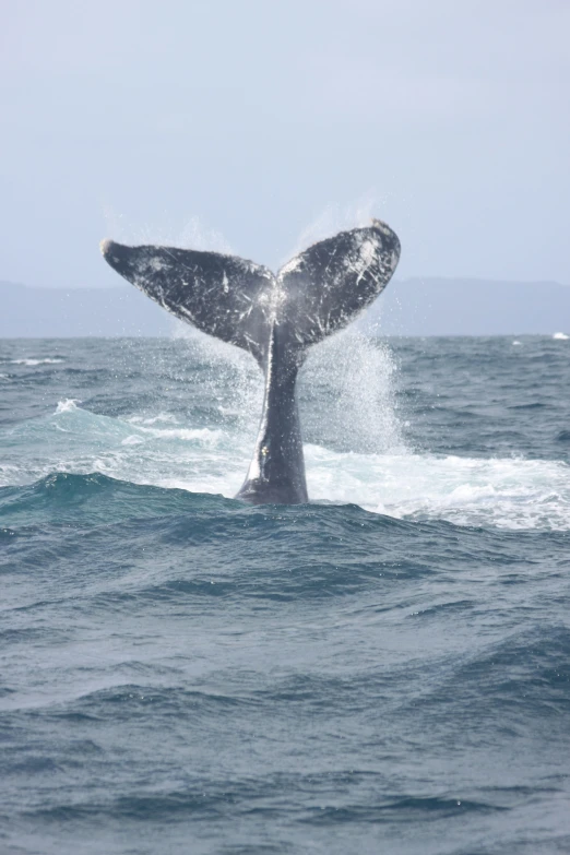 a whale flups out from the water