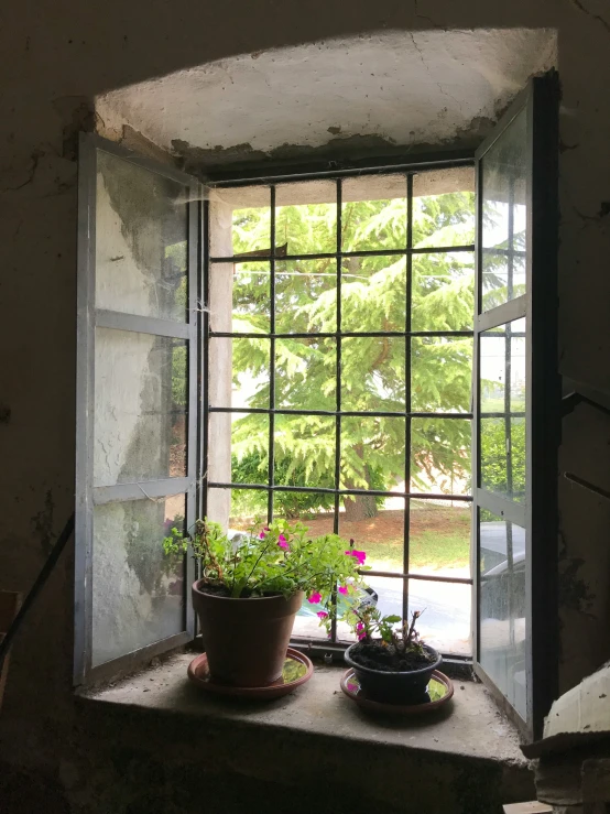 an open window with a plant next to it