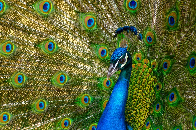 the back end of a peacock's feathers