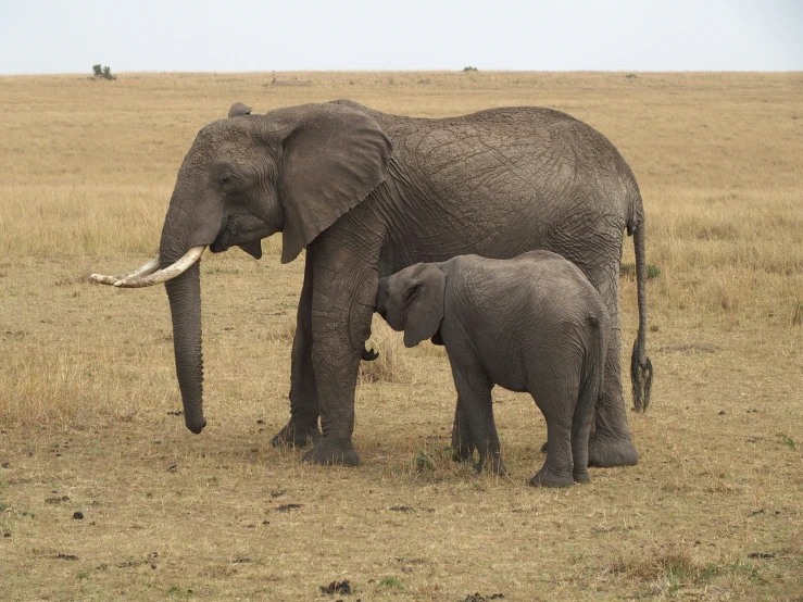 adult elephant and baby are in a dry field