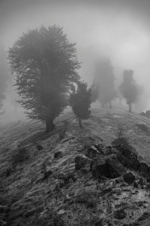 fog covers a hillside with trees, rocks and grass