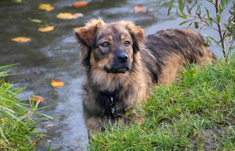 the large dog is walking next to the water