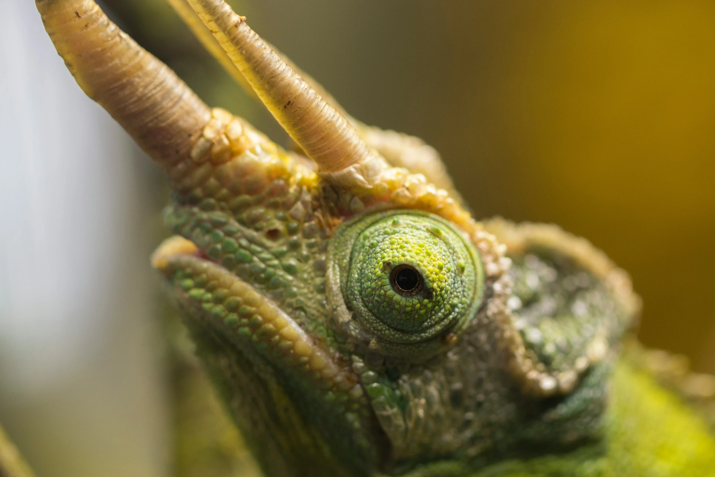 a closeup picture of a green horned animal's eyes