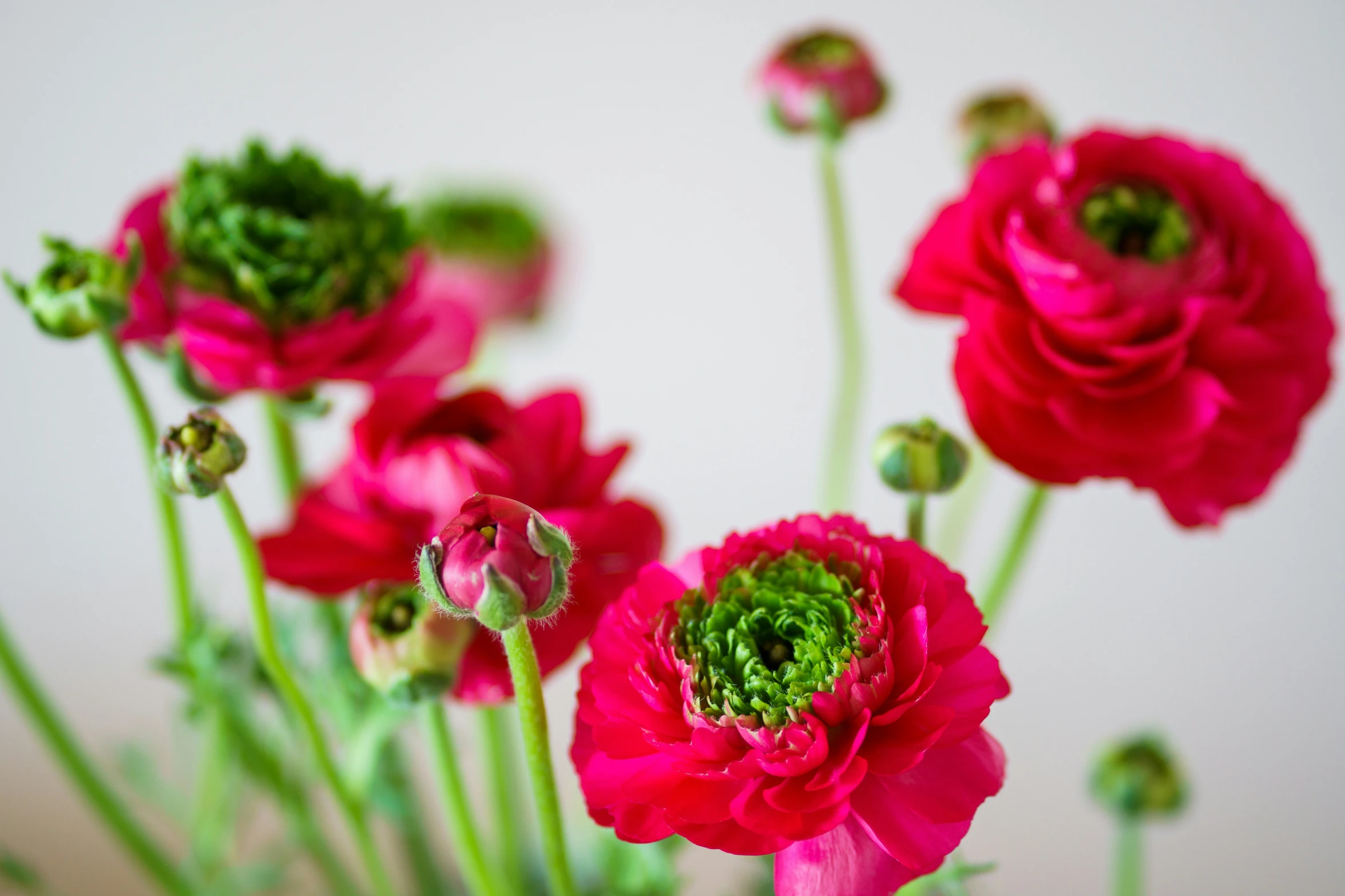 a bunch of beautiful flowers in a clear vase