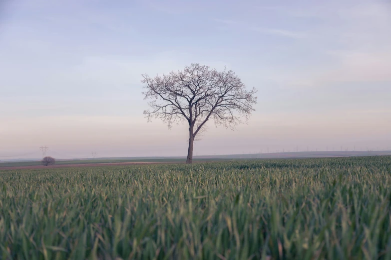 a single tree standing alone in a grassy field