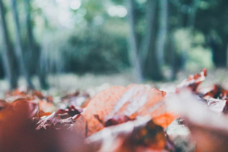 there are lots of fallen leaves on the ground