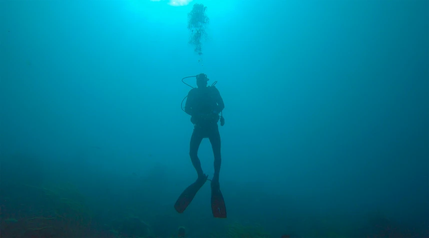 a man with his back pack stands in the ocean looking at a tree that is submerged in the water