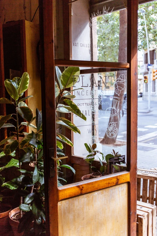 plant displayed in wooden display case on window sill