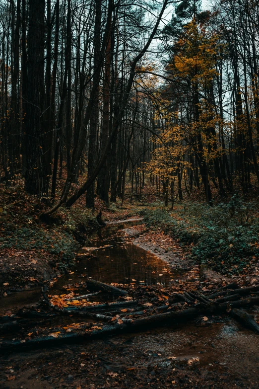 a path runs through the woods between trees and leaves