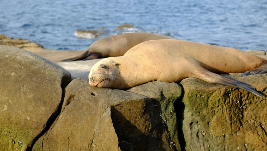 two sea lions are sitting on rocks near the ocean