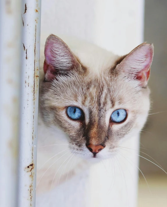 a white and blue cat with a light brown face, sitting behind a piece of metal fence