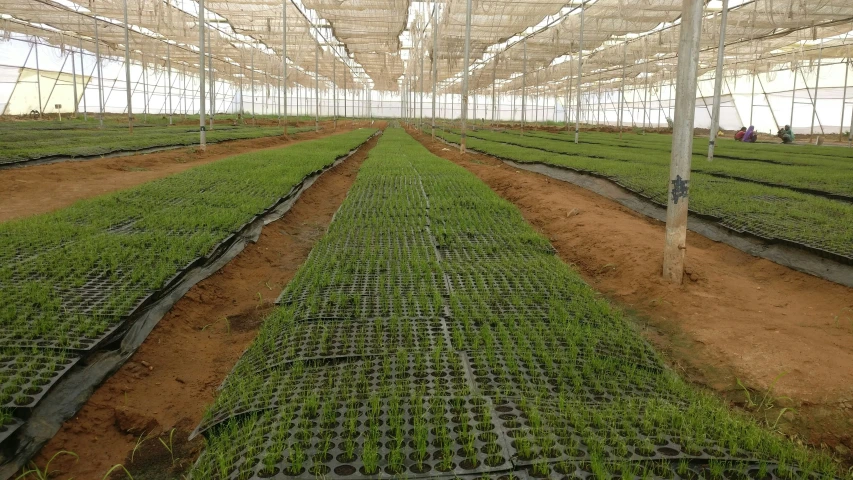 rows of small plants growing inside of a tent