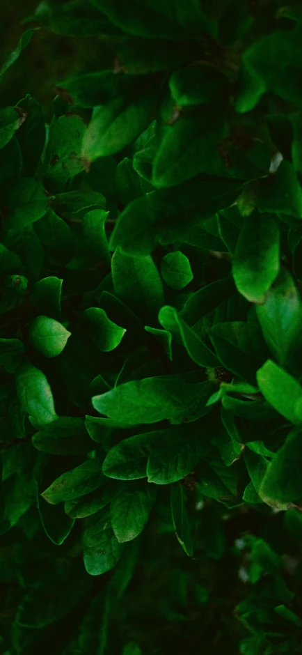 green leaves close up on a dark background