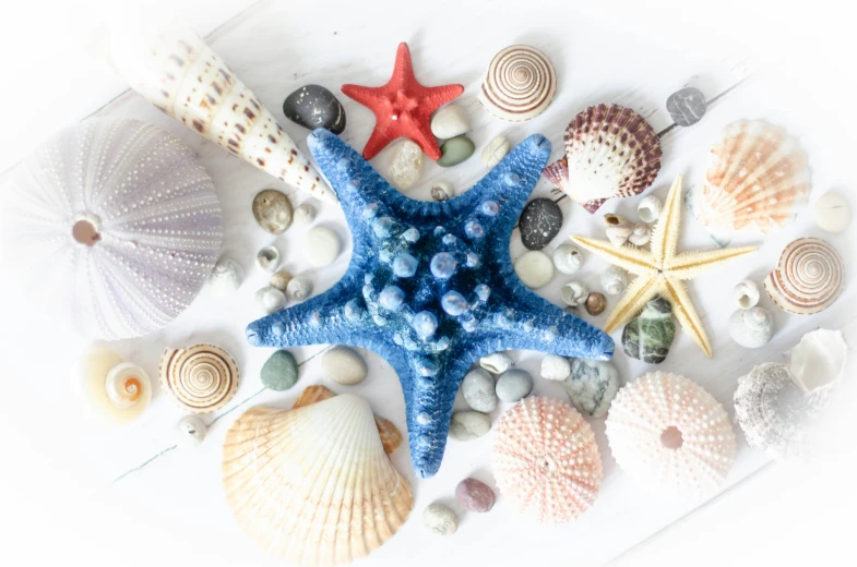 the starfish is surrounded by many different seashells