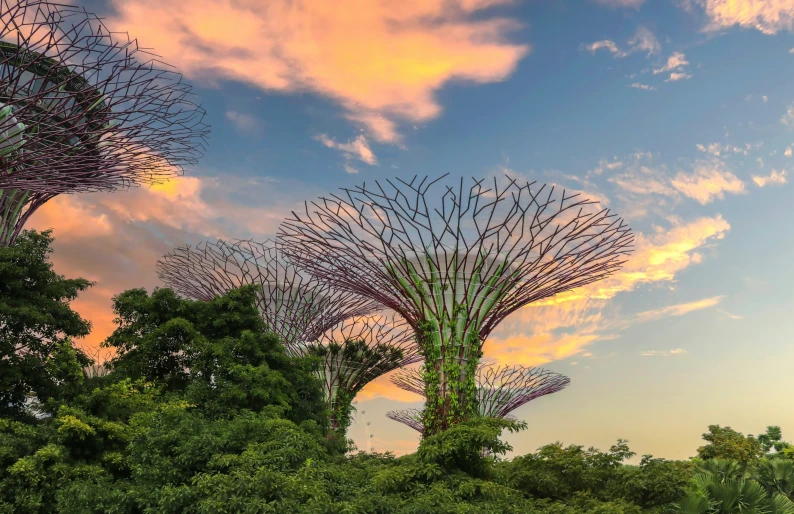 trees with long thin leaves blowing in the wind