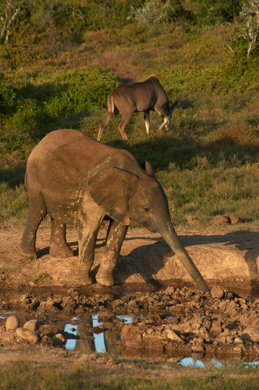 two elephants are drinking water from a lake