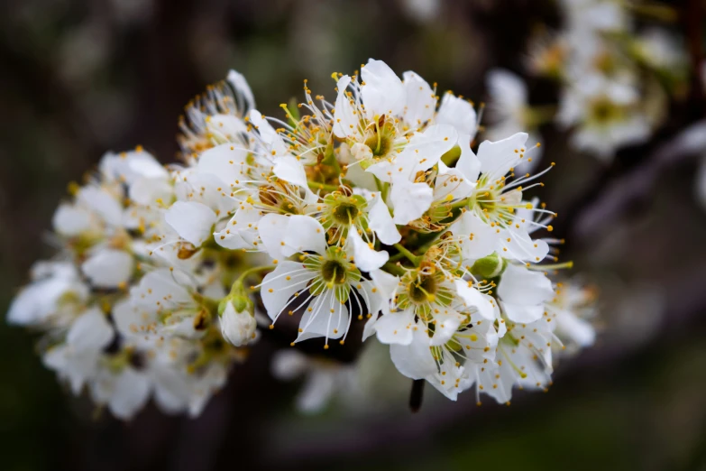 white and yellow flowers blooming on tree limbs