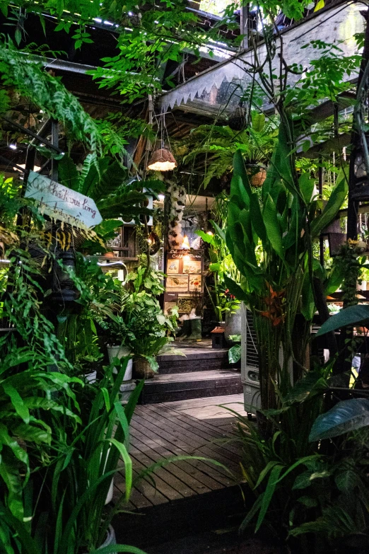 a walkway surrounded by many different types of plants