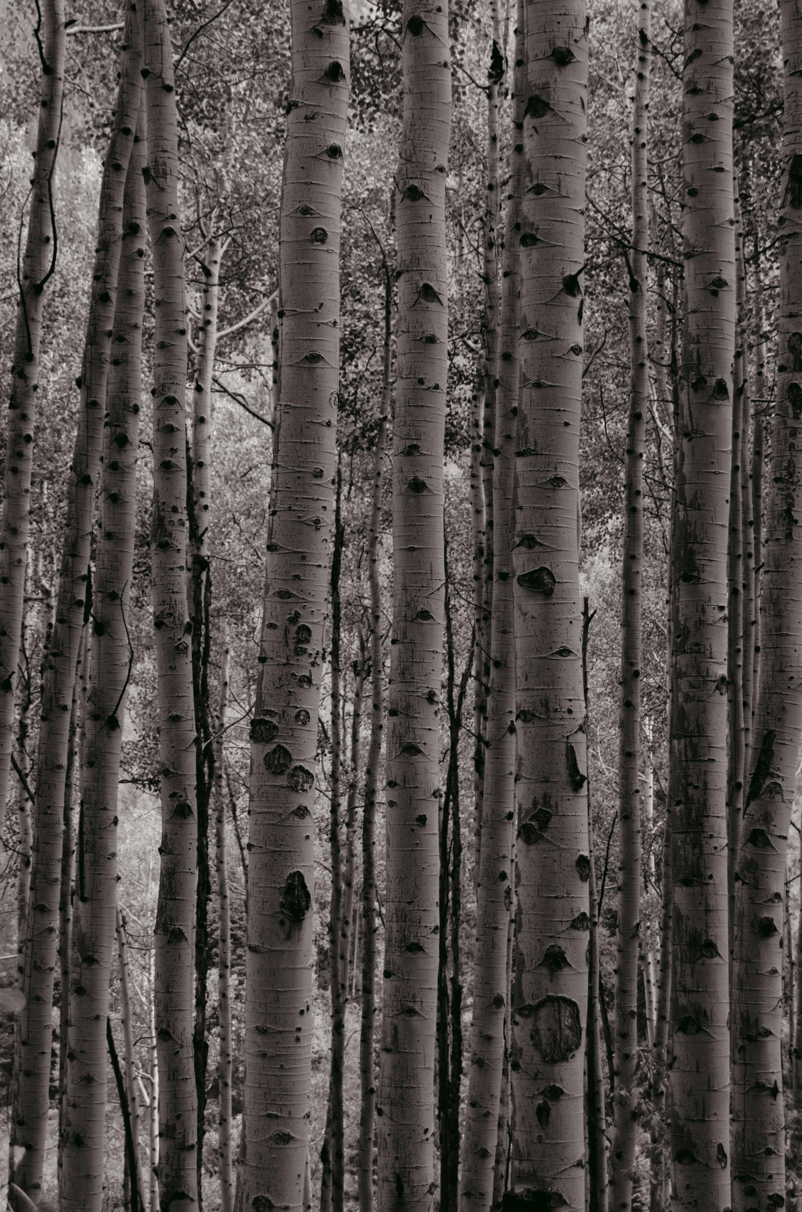 a group of trees in a forest in autumn