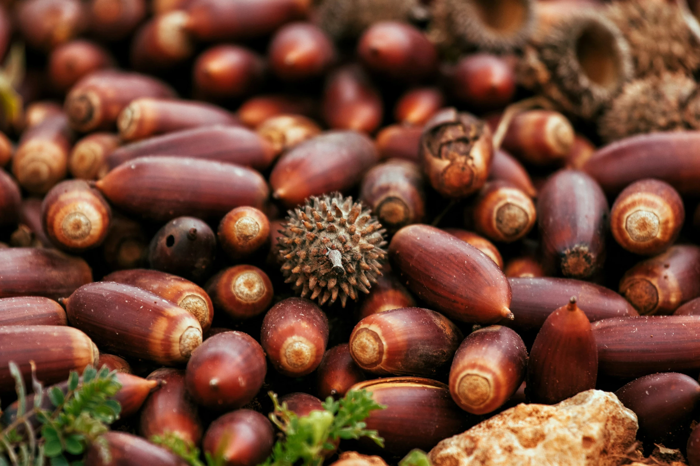 closeup of various types of chestnuts and leaves