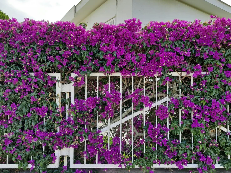 a large group of flowers growing around a white gate