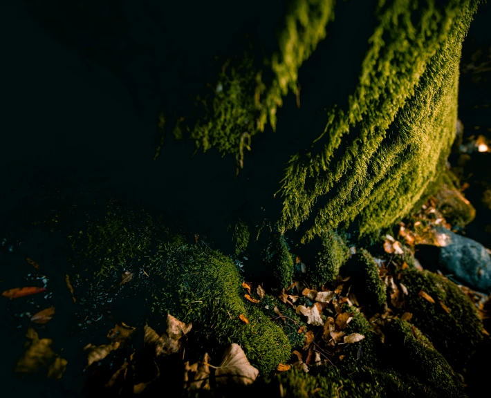 a plant with leaves and moss growing on it