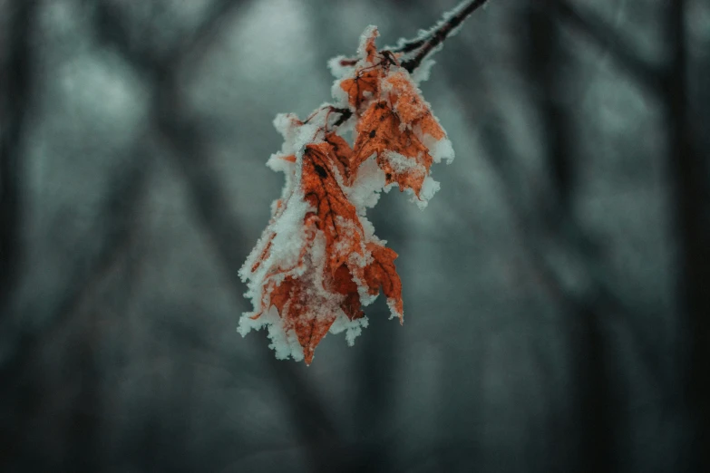 a leaf hanging from a nch, with red and white colored frost on the leaves