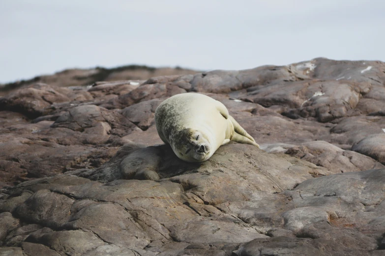 there is a seal that is sitting on top of a rock