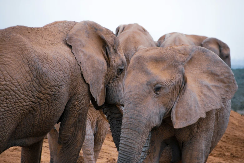 three elephants that are standing together in the dirt