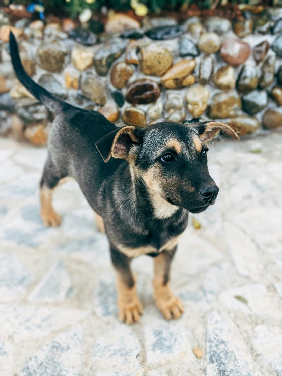 a dog is standing in front of a rock wall