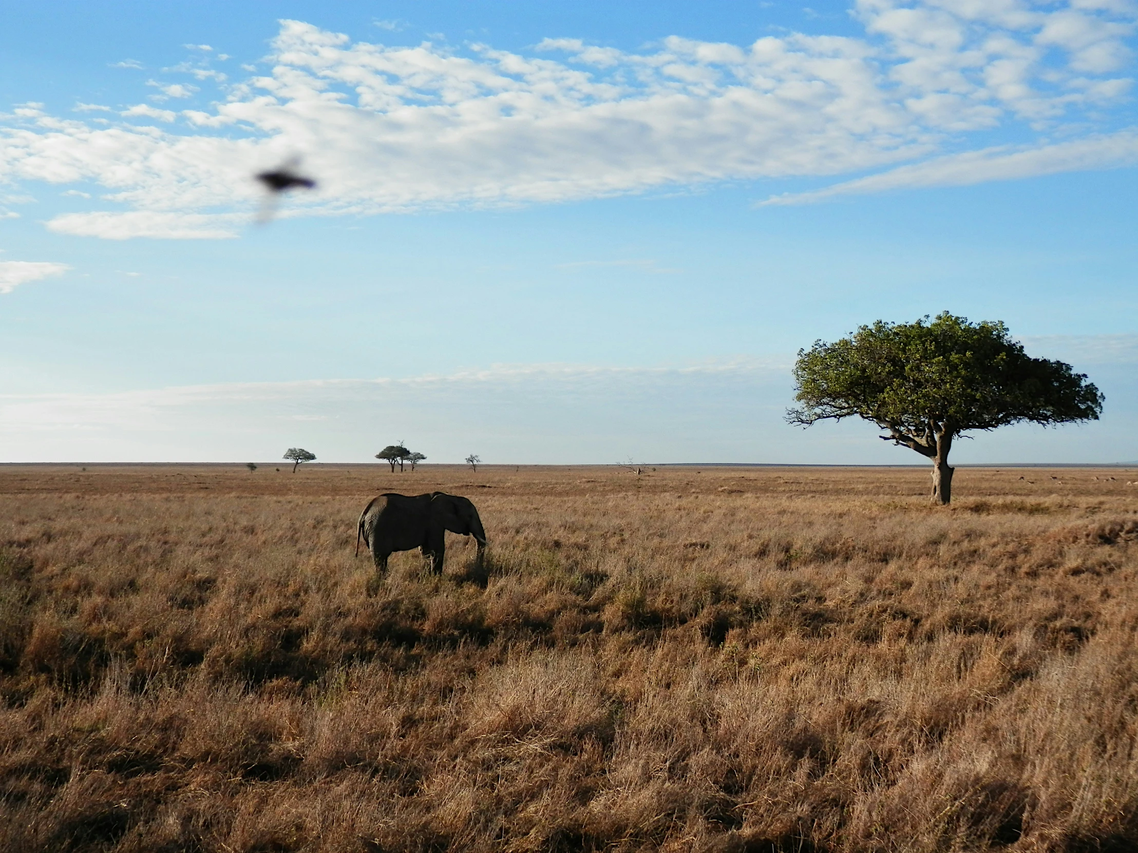 the elephant is eating from the grass in front of the tree