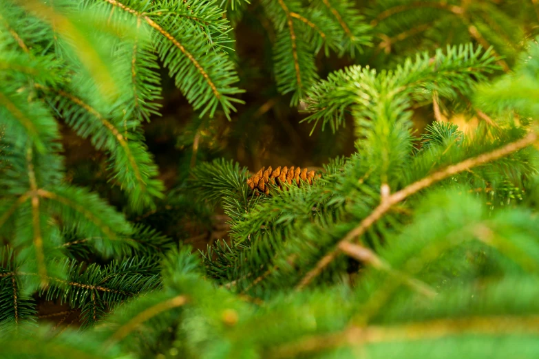 a pine tree that is green and very thin