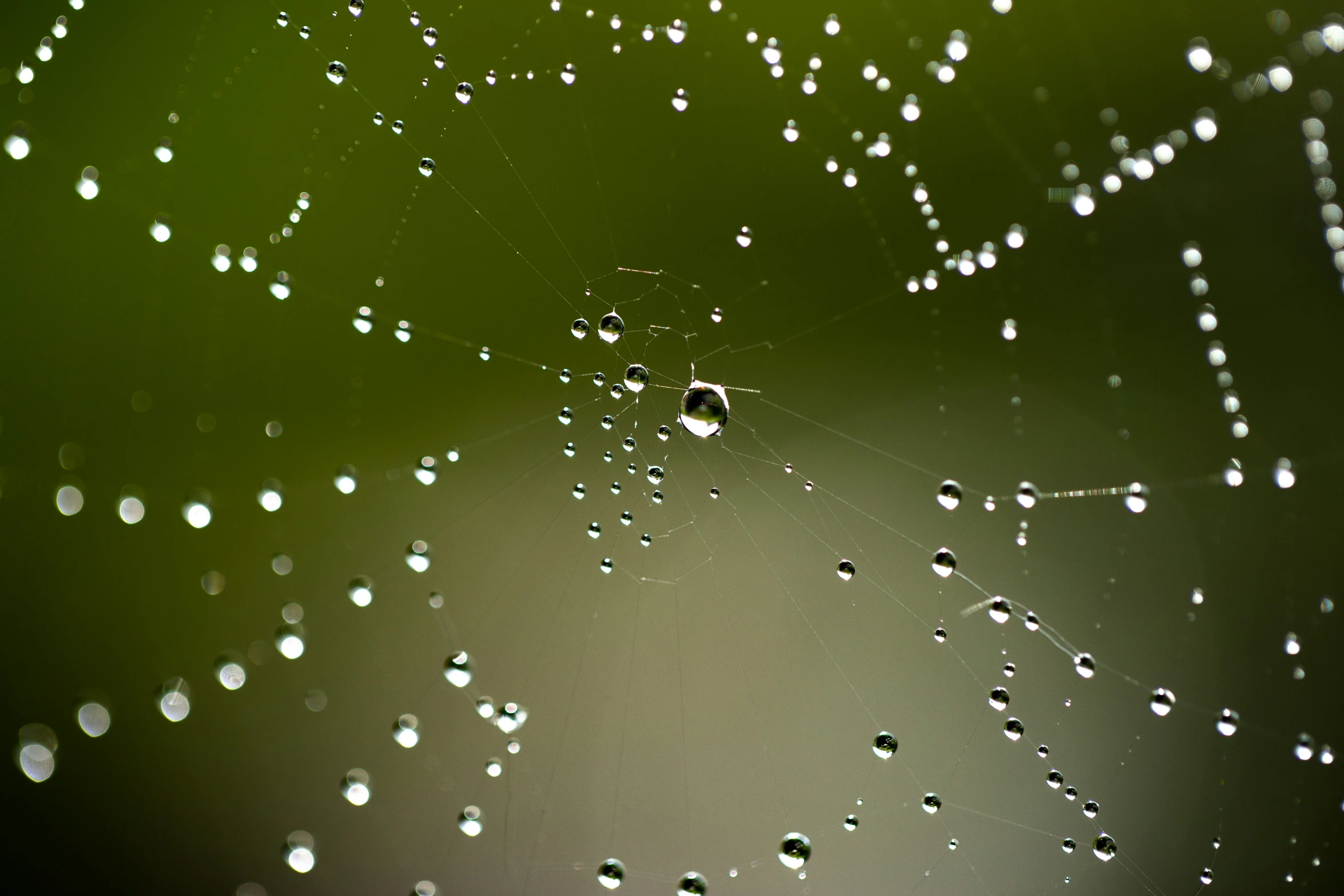 drops of water are caught on the web