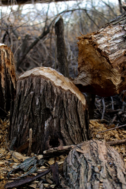 wood that is defaced and laying on the ground