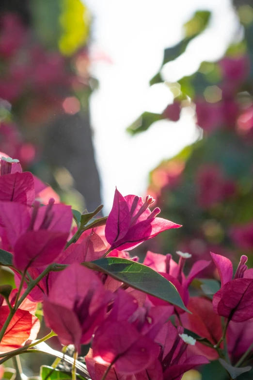 the colorful flowers have very thin leaves