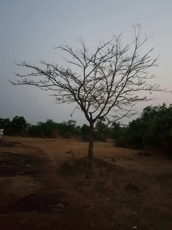 a bare tree sitting on top of a dry grass covered field